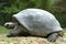 Aldabrah Tortoise, 2nd largest in the world