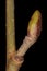 Alder Alnus glutinosa. Stipitate Lateral Bud Closeup