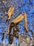 Alder, Alnus Tree Blossoming in Central Park in Manhattan in New York, NY.
