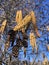 Alder, Alnus Tree Blossoming in Central Park in Manhattan in New York, NY.