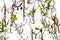 Alder branches with buds and leaves isolated background. Spring