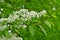 Alder buckthorn flowers