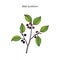 Alder buckthorn, medicinal plant