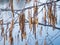 Alder catkins hanging from tree branch