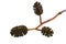 Alder cones