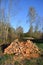 Alder firewood log stack in early spring