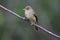 Alder Flycatcher