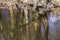 Alder kittens and Reflections of alder trees in river Grote Beek