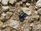 Alder leaf beetle blue in the forest