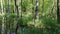 Alder marsh and reed in the Briese valley north of Berlin