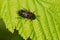 Alder Sawfly - Eriocampa ovata