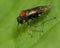 Alder sawfly (Eriocampa ovata) adult
