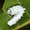 Alder sawfly (Eriocampa ovata) larva