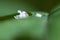 Alder sawfly (Eriocampa ovata) larva on foodplant