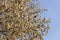 Alder tree earrings in spring on the background of the spring