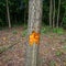 Alder tree marked for deforestation.