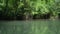 Alder tree in a riverside forest in austria