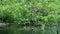 Alder tree in a riverside forest in austria