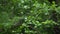 Alder tree in a riverside forest in austria