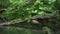 Alder tree in a riverside forest in austria