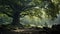 Alder Tree And Rocks In Soft Atmospheric Lighting: Uhd British Landscape Image