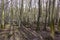 Alder Tree swamp without water, Brandenburg