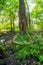 Alder trees by abandoned meander of river Slatina with alluvial forest surrounding