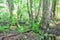 Alder trees with moss in alluvial forest by river Slatina