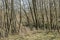 Alder trees in nature area near river Grote Beek