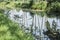 Alder trees reflected in the river Grote Beek