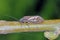 Alderfly (Sialis lutaria) Megaloptera, Family Sialidae. A winged adult insect on a willow branch