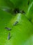 Aldult of Asian citrus psyllid