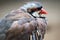 Alectoris chukar