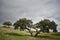 Alentejo Cork tree forest in Castro Verde