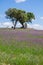 Alentejo landscape during spring with the fields covered with flowers.