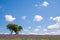 Alentejo landscape during spring with the fields covered with flowers.