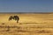 Alentejo typical summer farmland fields and Mediterranean landscape, tourist destination region, Portugal