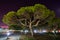Aleppo pine, Mdina in the night, Howard gardens