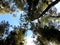 Alerce Temperate rainforests in the Reserva Costera Valdiviana, Los Rios region, Southern Chile