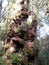 Alerce Temperate rainforests in the Reserva Costera Valdiviana, Los Rios region, Southern Chile