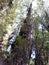 Alerce Temperate rainforests in the Reserva Costera Valdiviana, Los Rios region, Southern Chile