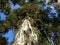 Alerce Temperate rainforests in the Reserva Costera Valdiviana, Los Rios region, Southern Chile