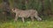 Alert adult cheetah walking in the shadows on a grassy field