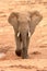 Alert African elephant walking towards