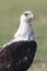 Alert African fish eagle