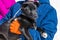 An alert Alaskan Husky puppy having a cuddle at a musher camp on the Denver glacier close to Skagway, Alaska