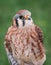 Alert American Kestrel