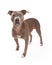 Alert American Staffordshire Terrier Dog Standing