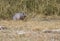 Alert armadillo at Aransas National Wildlife Refuge in Texas