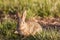 Alert Baby Cottontail Rabbit